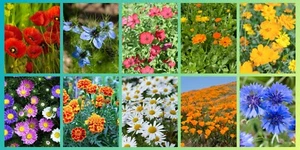Wildblumen Saatgut Set 10 Sorten 28.000 Samen Blumenwiese Mix Garten Bienen Seed - Bild 1 von 1