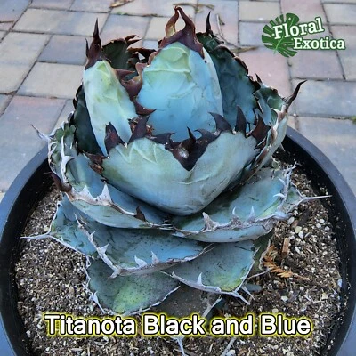Agave Titanota 'Black and Blue' - 5" Starter - Image 1 of 2