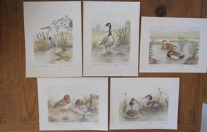JUEGO DE 5 ESTAMPADOS DE AVES ACUÁTICAS EDICIÓN LIMITADA © ANNE WILDING, 1991 - NUMERADOS - Imagen 1 de 12