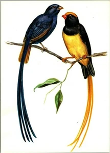 Postal de aves africanas Fisher Whydah azul acero UNP Sapra Studio ilustrada - Imagen 1 de 2