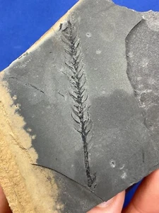 Permian Walchia plant fossil, Artinskium (Autun) Fossilien France Pflanze - Bild 1 von 5