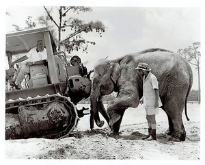 1967 Original Photo elephant helps with construction of Lion County Safari Park - Picture 1 of 2