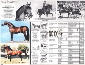 Polish Arabian Horse Legend BASK Picture Pedigree 8.5 X 11 - Picture 1 of 1