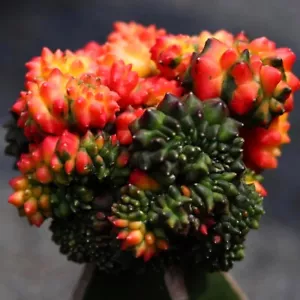 20 seeds Variegated Gymnocalycium cristata inermis RARE CACTUS not Astrophytum - Picture 1 of 5