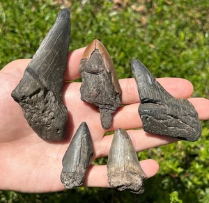 Dents de requin fossile LOT DE 5 requin mégalodon Mako Angustidens Caroline du Sud - Photo 1/9