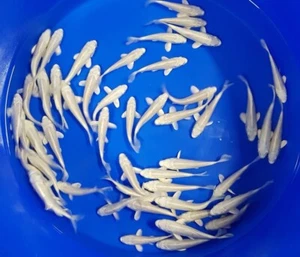 One 2.5 to 4 inches Platinum Koi for fish tank, koi pond, aquarium - Picture 1 of 2