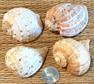 4 LARGE MEDIUM SEA SHELLS FOR YOUR GROWING HERMIT CRABS OR COLLECTION - Picture 1 of 5