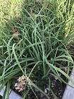 300 Garlic Chive Seeds /Asian Chive/ Chinese Leek 韭菜