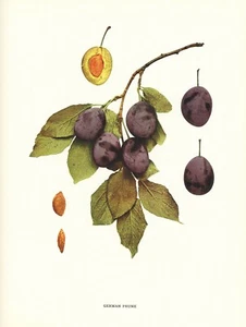 1896 - Litografía antigua original impresión de frutas - Poda alemana - Imagen 1 de 3