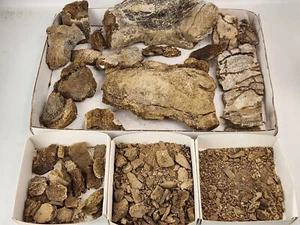 Dana Quarry Sauropod Vertebra Fossil Projects - Morrison Fm. - Washakie Co., WY - Bild 1 von 23