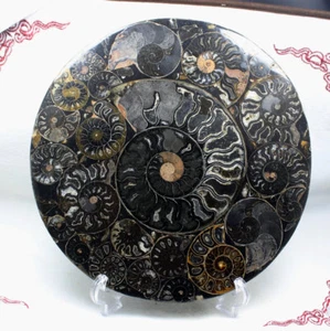 920g CÁSCARA DE AMONITA DISCO FÓSIL JURÁSICO MEDIO CORTE con SOPORTE DE ACRÍLICO-Madagascar - Imagen 1 de 10