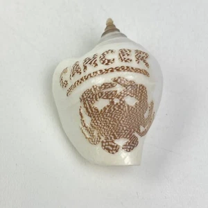 Strombus Cancer Hand Carved Shell 58mm Beach Good Luck Charm Zodiac - Picture 1 of 8