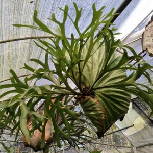 Spore von Platycerium Kirshakoodiense Hirschhornfarn Hybride selten aus artandplants - Bild 1 von 4