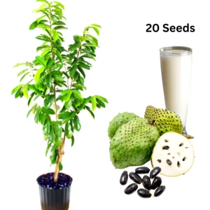20 Seeds Soursop Guanabana Graviola Annona Muricata Tropical Sweet Fruit Plant - Picture 1 of 20