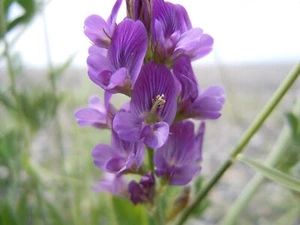 Medicago Sativa Seeds, 3000 Alfalfa seeds,Heirloom Medicinal herb -76-271 - Picture 1 of 1
