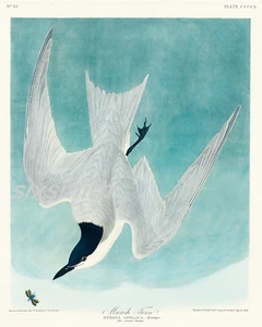 ARTIC TERN von Audubon Vintage Fine Art Giclée 8x10 Druck - Bild 1 von 1
