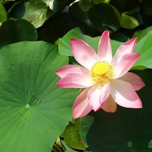 Indian Lotus (Nelumbo nucifera) - 5 seeds - Bild 1 von 4