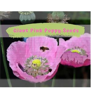 Giant Pink Poppy Flower Seeds 200 plus - Picture 1 of 6