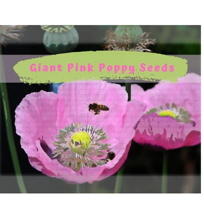 Giant Pink Poppy Flower Seeds 200 plus - Image 1 of 4