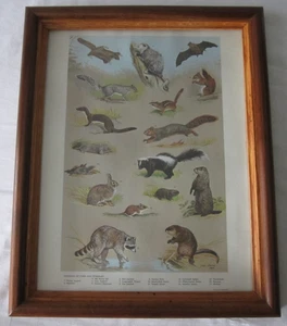 1964 Ned Smith Wildlife Print MAMMALS OF FARM AND WOODLOT Pa Game Comm WoodFrame - Imagen 1 de 15