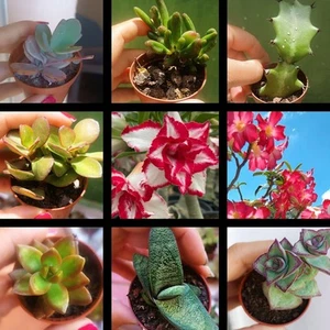 Suculentas, 9 Diferentes Kalanchoe, Adenium, Euphorbia, - Picture 1 of 2