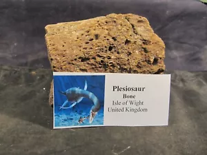Dinosaur Bones Plesiosaur Beautiful Bone Isle of Wight, United Kingdom Large - Picture 1 of 7