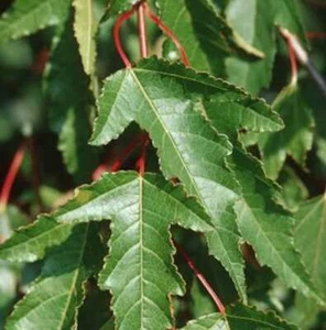 Feuer Ahorn 100-125cm - Acer ginnala - Bild 1 von 1