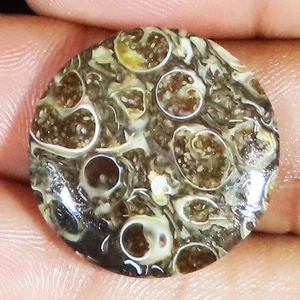 20.75 Cts 100% Natural Turritella Agate Round Cabochon Gemstone 23x00x4 mm LP328 - Picture 1 of 6