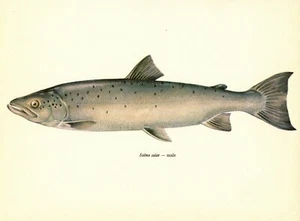 Vintage ATLANTIC SALMON FISH Print Fishing Gallery Wall Art Beach Decor 3666-22 - Picture 1 of 1