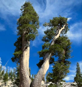 Pinus monticola | Western White Pine | Silver Pine - Pino blanco del oeste | Pin - Imagen 1 de 3