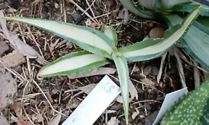 Agave guiengola Rare yellow Variegated Large succulent - Picture 1 of 3