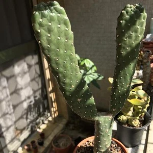 1 Steckling "von Rubescens Konsole" Cutting 10/15 cm lang - Bild 1 von 1