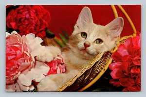 Vintage Purring Tranquility Kitten Postcard by Garrison Color Corp - Picture 1 of 2