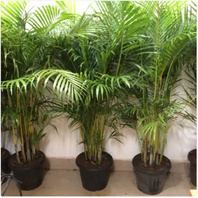 50 Areca Palm Seeds from Puerto Rico, bamboo palm, golden cane, yellow palm - Image 1 of 4