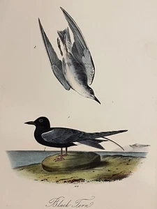 Audubon Black Tern Pl 438 Birds Of America 2da Edición Royal Octavo - Imagen 1 de 3
