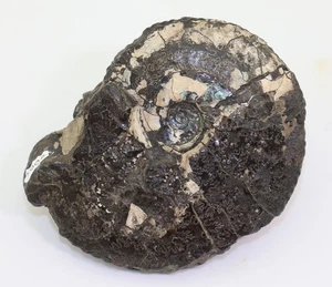 Ammonit, Anahoplites planus, Kreide, Alb, Gault, Wissant, Frankreich -L985 - Picture 1 of 4