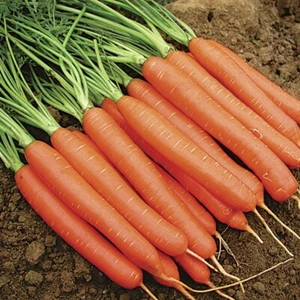 CARROT 'All Seasons' 400+ seeds vegetable garden salad NON GMO HEIRLOOM - Picture 1 of 3
