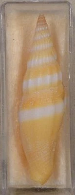 Vexillum Coccineum 54 mm Pacífico Occidental Foto 1 de 4