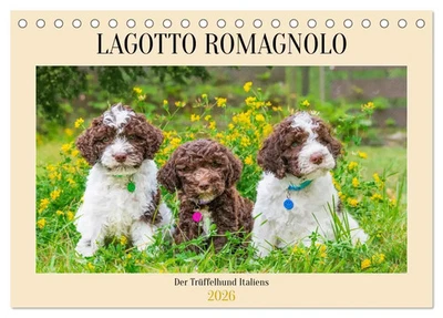 CALVENDO Sigrid Starick | Lagotto Romagnolo - der Trüffelhund Italiens (Tischkalender...