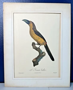 Stampa uccellino francese anni 50 natura Jacques Barraband Le Aracari Baillone vintage - Foto 1 di 18