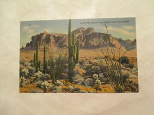 Postcard Giant Cactus on the desert ole Southwest - Picture 1 of 2