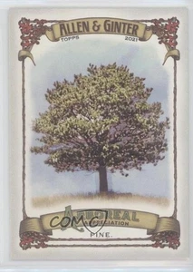 2021 Topps Allen & Ginter's Arboreal Appreciation Pine Tree Pine #AA-12 - Picture 1 of 5