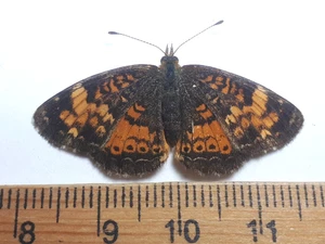 Unmounted Butterfly insects moth, Lepidoptera Papilionidae. North america Quebec - Picture 1 of 3