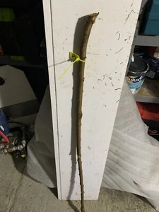 BLACKTHORN WALKING STICK SHANK Lot 109 - Picture 1 of 1