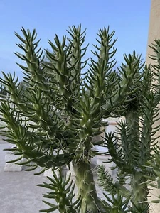 Eve’s Needle Cactus Plant Austrocylindropuntia Subulata Get 5X 8” Or Longer Cuts - Picture 1 of 7