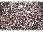 Small Dendrobaena Worms Fishing, Live Fresh Reptile Food, (50g to 1000g)