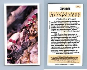 Parasol Fungi #7 - Disappearing Rain Forest 1991 Grandee Cigarette Card - Picture 1 of 1