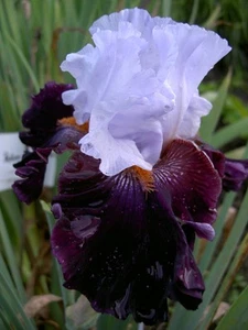 Schwertlilie hohe Bartiris Iris barbata Full Figured - Bild 1 von 4