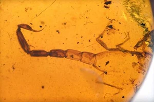 Rare Partial Scorpion, Fossil Inclusion in Dominican Amber - Picture 1 of 3