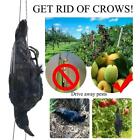 Realistic Hanging Dead Crow Decoy Lifesize Extra Large Crow Feathered Black Uk